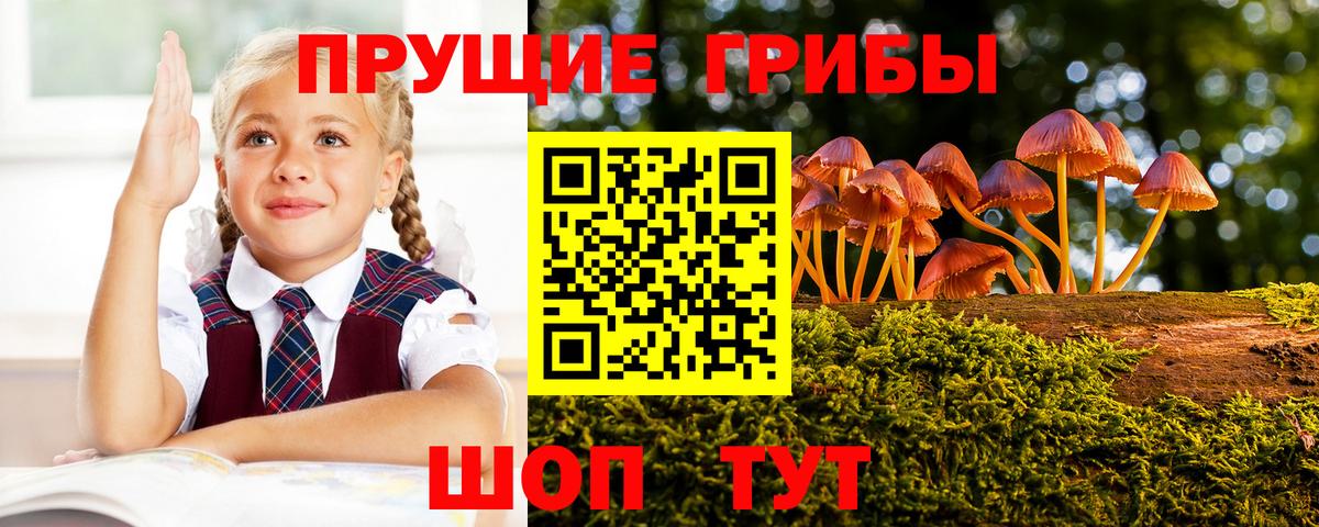 Галлюциногенные грибы Cubensis  Вход с VPN  Сорочинск  Псилоцибиновые грибы мицелий 